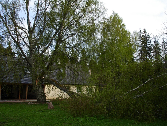 Osaliselt murdunud ohtlikul puul olid kaks haru kaldu elumaja ja elektriliini poole: trossi ja traktori abil tekitati vastujõud ja langetati puu soovitud suunas